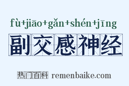 副交感神经是什么意思的图片